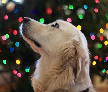 Will you buy your pet a gift for the holidays?